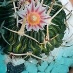 Stenocactus crispatusKwiat