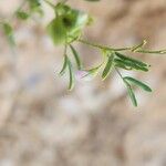 Vicia lens Flower