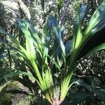 Cordyline mauritianaLeht