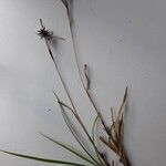 Carex grayi Blüte