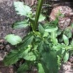 Scrophularia auriculata Leaf