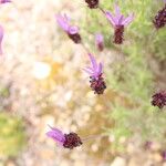 Lavandula pedunculata Blüte