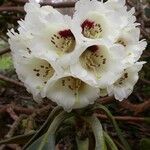 Rhododendron arizelum Flower