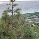 Pinus canariensis List