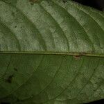 Uvariodendron molundense Leaf