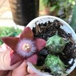 Duvalia sulcata Flower