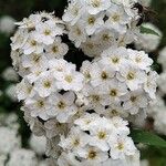 Spiraea cantoniensis പുഷ്പം