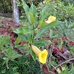 Allamanda schottiiÇiçek