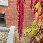 Amaranthus caudatus 花