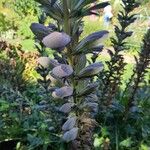 Acanthus hungaricus Folha