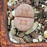 Lithops karasmontana Leaf