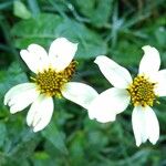 Bidens aurea Kvet