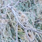 Arctium lappa Bark