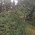 Larix deciduaLeaf