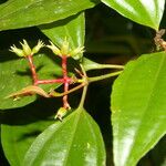 Miconia lateriflora Feuille