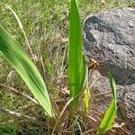 Watsonia merianaFolio