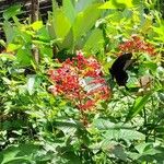 Clerodendrum paniculatum 花