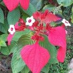 Mussaenda erythrophyllaফুল