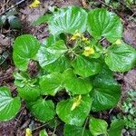 Viola glabella Leaf