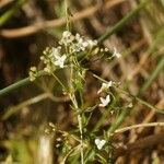 Galium pumilum പുഷ്പം