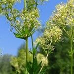 Thalictrum flavum Çiçek