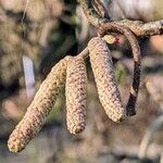 Corylus avellana ᱵᱟᱦᱟ