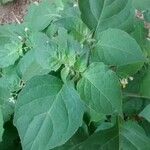 Solanum chenopodioides Leaf