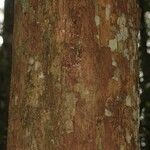 Osteophloeum platyspermum Bark