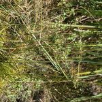 Eleocharis macrostachya Habit