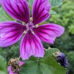 Malva sylvestrisപുഷ്പം