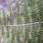 Dryopteris aemula Alia