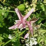 Salvia viridis Blüte