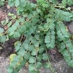 Sanguisorba minor Fuelha