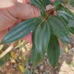 Tibouchina mutabilis برگ