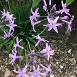 Tulbaghia violaceaFlower