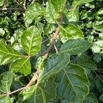 Rhus aromatica Leaf