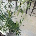 Nerium oleander List