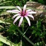 Geropogon hybridus Çiçek