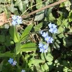 Myosotis sylvatica Květ