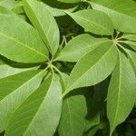 Ceiba aesculifolia Hoja