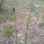 Equisetum laevigatum ফুল