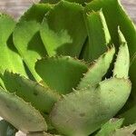 Euphorbia unispina Leaf