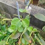 Anredera cordifoliaFlower