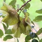 Pterocarpus angolensis Fruto