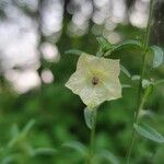 Mirabilis albida Flor