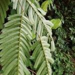 Piptadeniastrum africanum Leaf