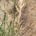 Bromus lanceolatus 花