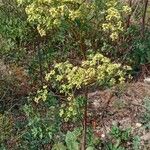 Peucedanum alsaticum Habit