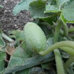 Ecballium elaterium Fruit
