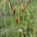 Carex sempervirens Vrucht